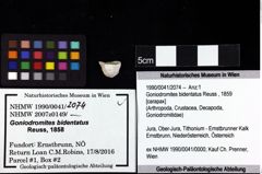 Foto (Objket + Etiketten) von Goniodromites bidentatus (Reuss, 1859) 